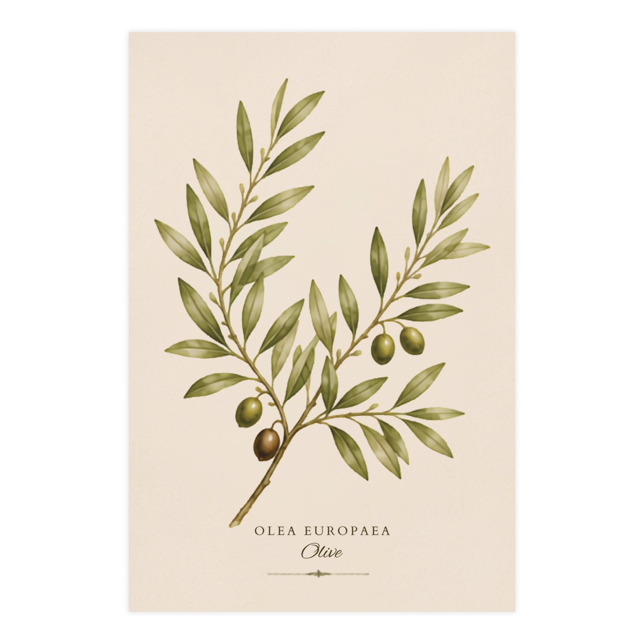 Olive Botanical Matte Poster — Portrait