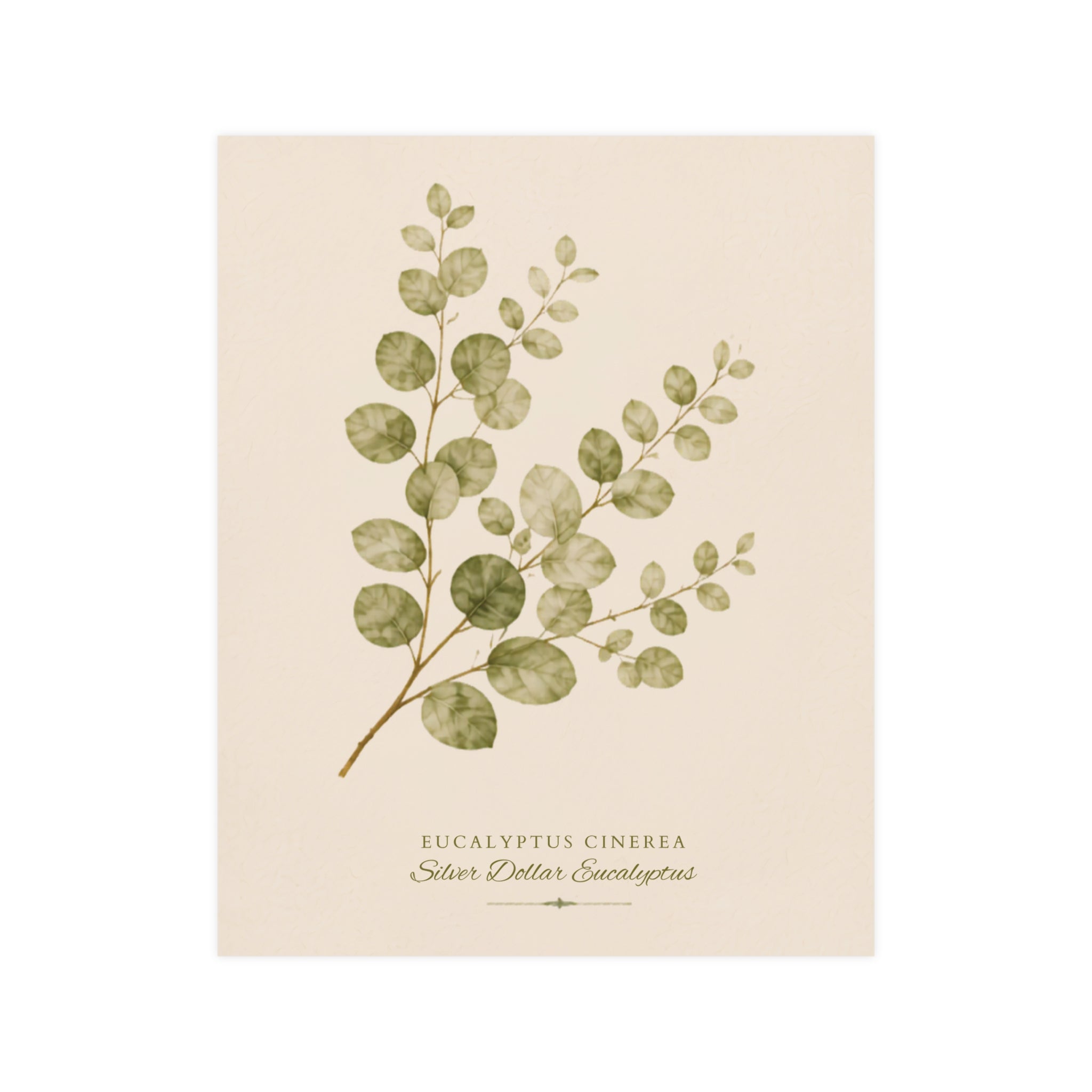 Eucalyptus Study Botanical Matte Poster — Portrait
