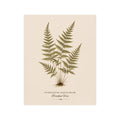 Fern Study Botanical Matte Poster — Portrait