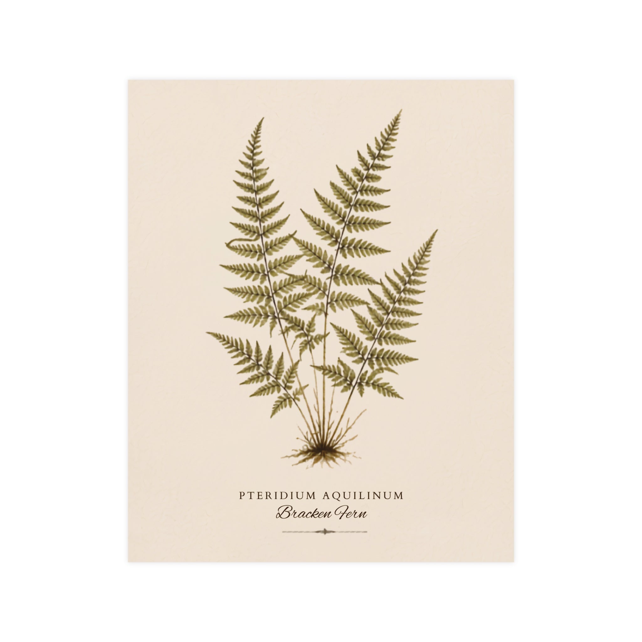 Fern Study Botanical Matte Poster — Portrait