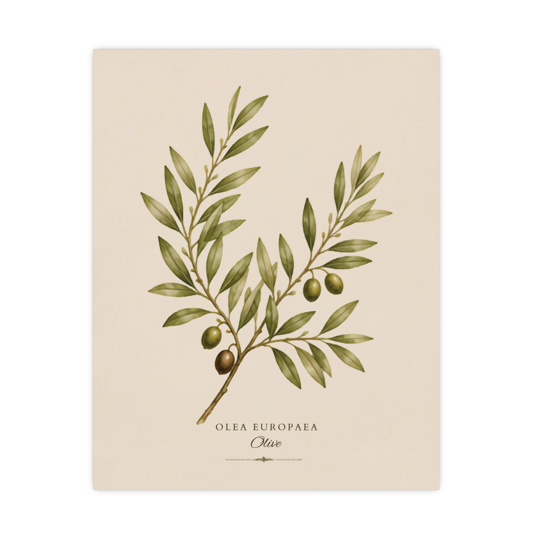 Olive Botanical Matte Poster — Portrait