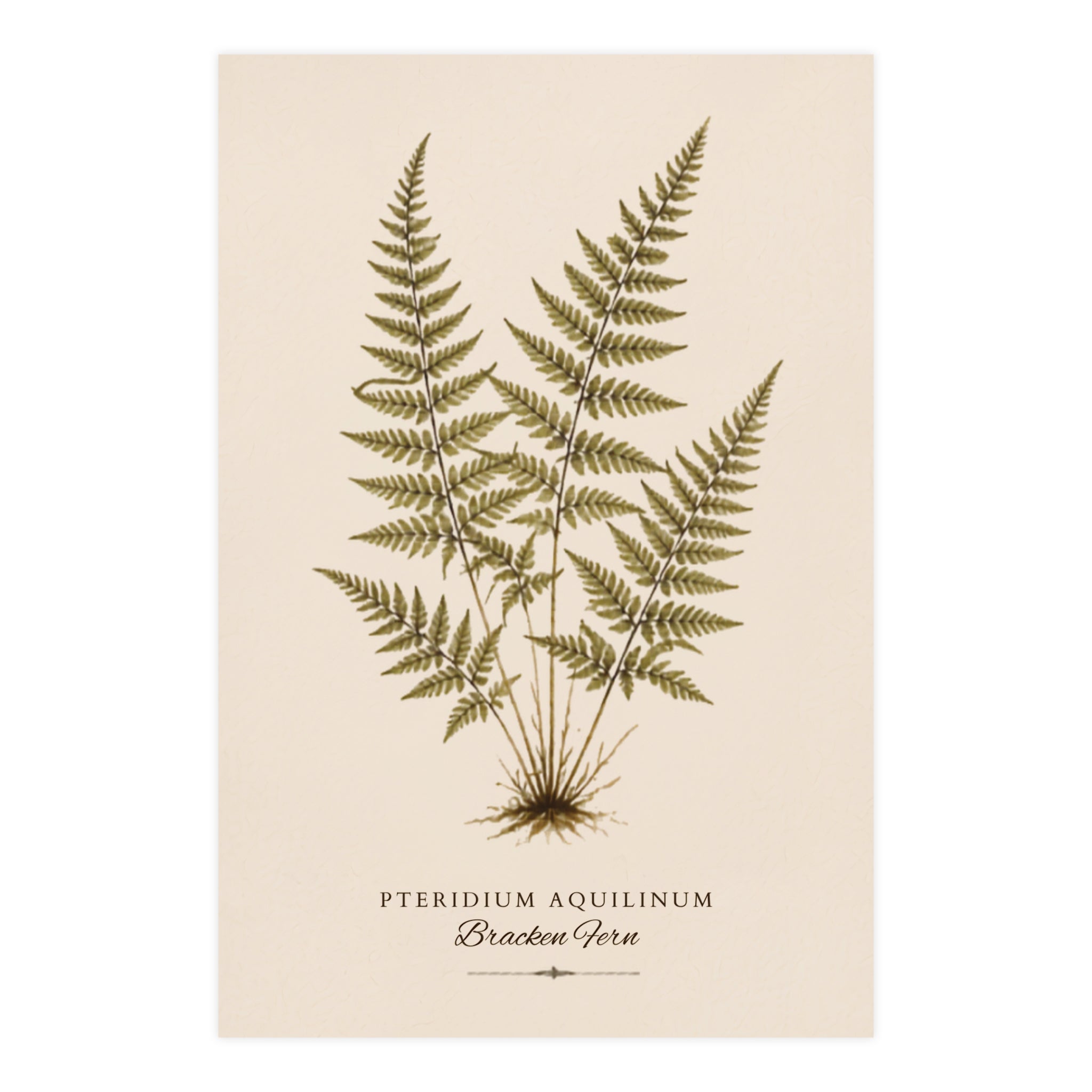 Fern Study Botanical Matte Poster — Portrait