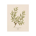 Olive Botanical Matte Poster — Portrait