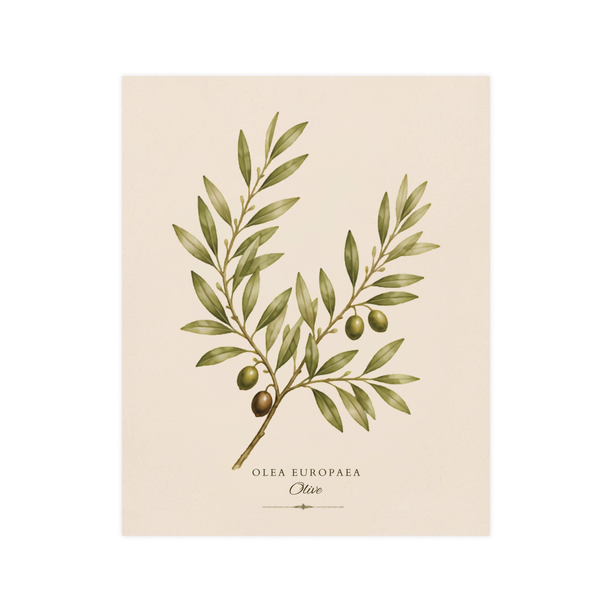 Olive Botanical Matte Poster — Portrait